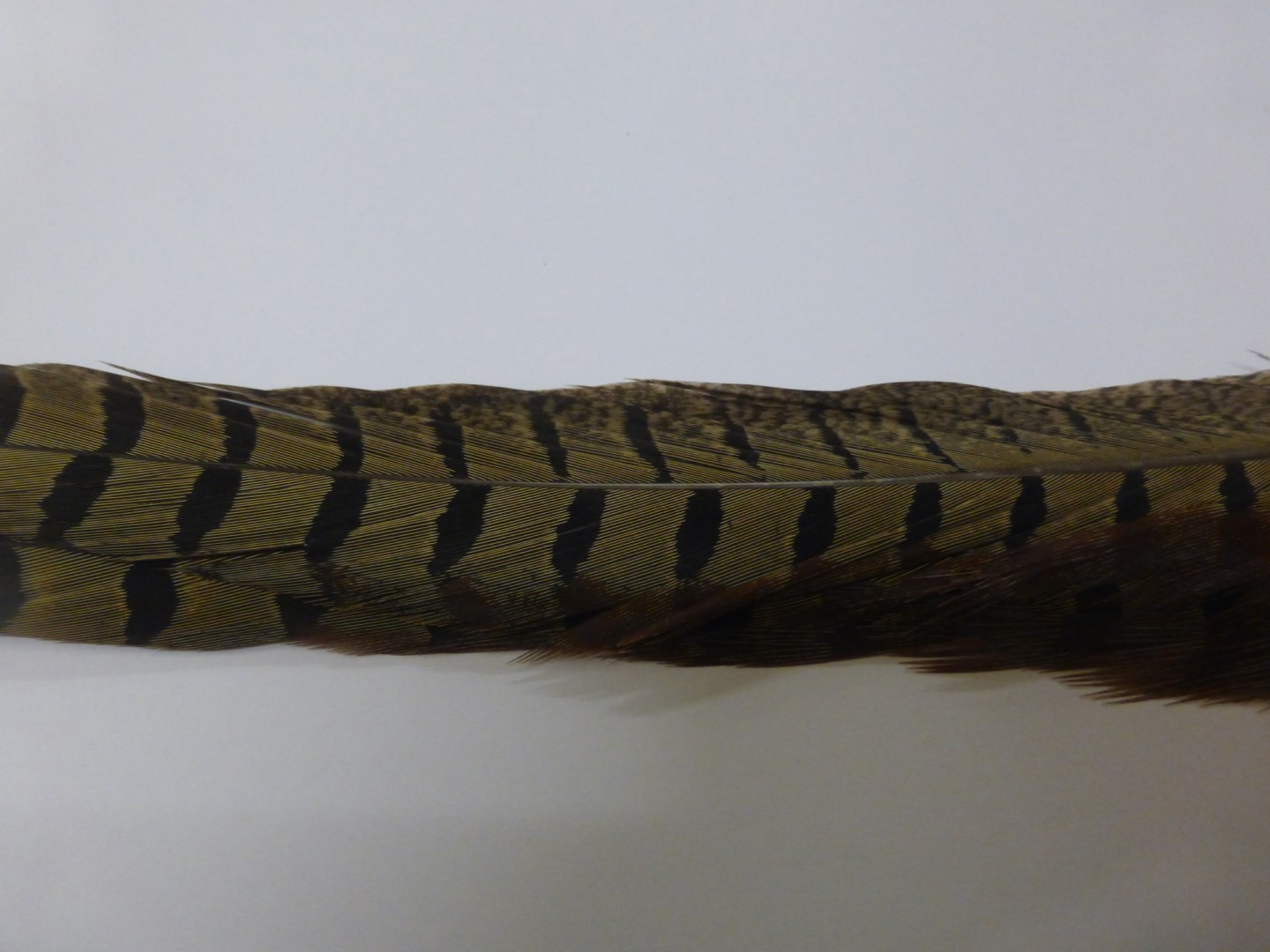 Pheasant Tail Natural  50-55 cm